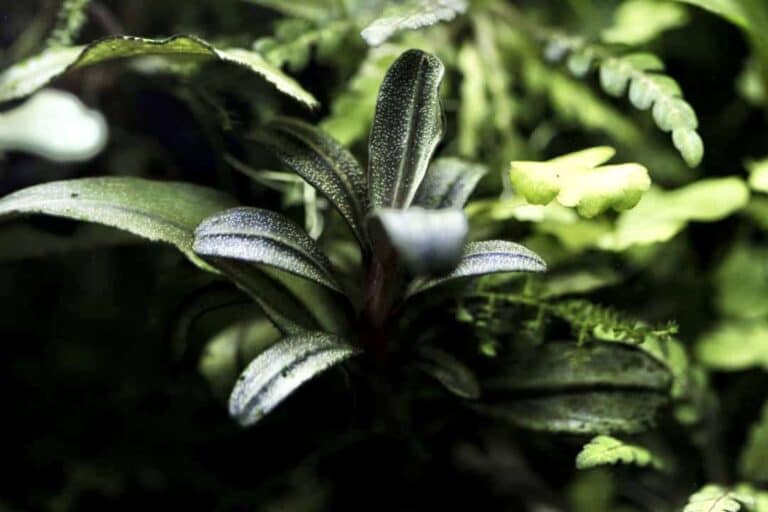 Cultivo de Bucephalandra | Cuidados e información sobre Bucephalandra