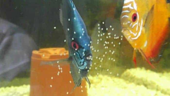 Reproducción de los peces disco