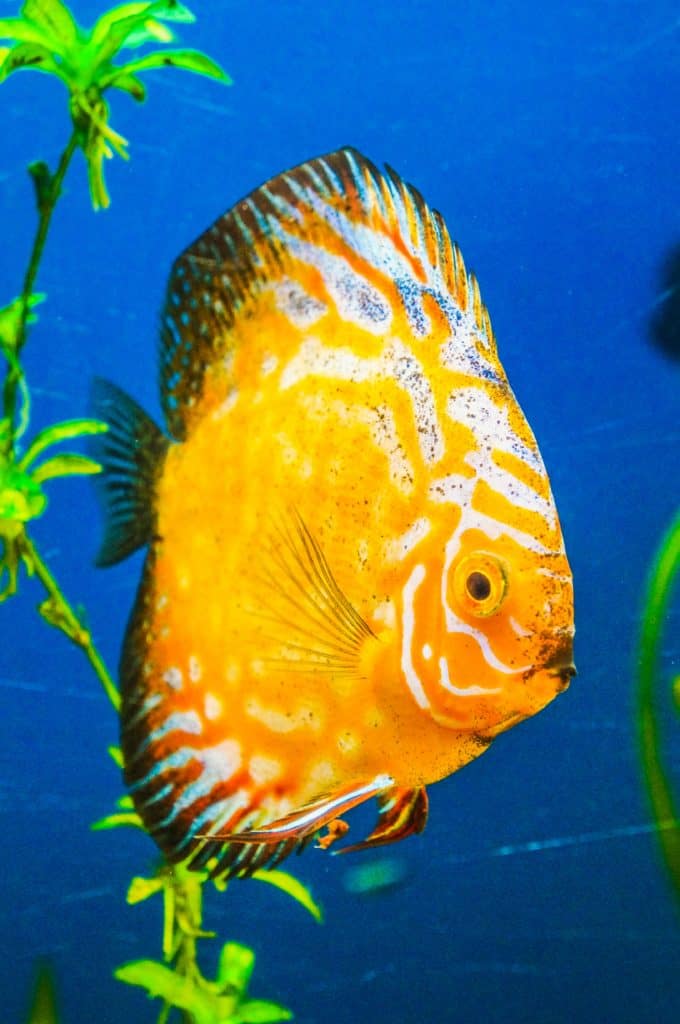pez disco oro